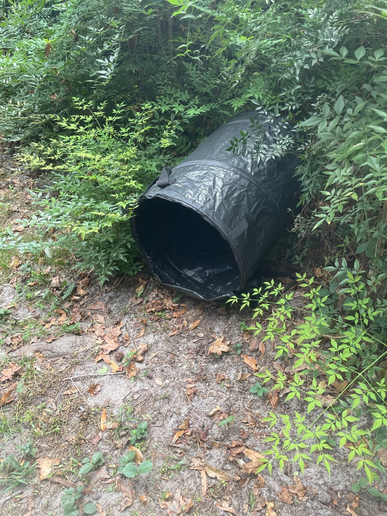 entovate resting trap for collecting mosquitoes that have recently taken a blood meal